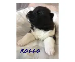 7 Registered Akita Puppies for sale - 4