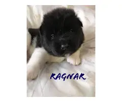 7 Registered Akita Puppies for sale - 5