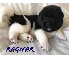 7 Registered Akita Puppies for sale - 6