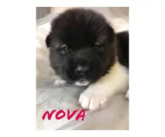 7 Registered Akita Puppies for sale - 10