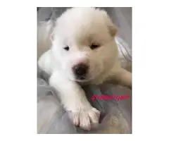 7 Registered Akita Puppies for sale - 11