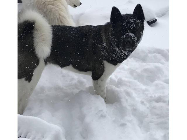 7 Registered Akita Puppies for sale Westminster - Puppies for Sale Near Me