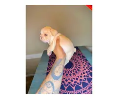 4 beautiful AKC Frenchie puppies available