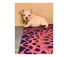 4 beautiful AKC Frenchie puppies available - 4