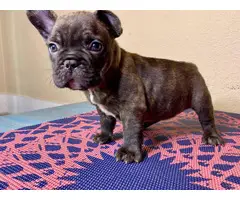 4 beautiful AKC Frenchie puppies available - 5