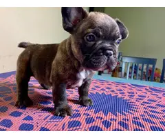 4 beautiful AKC Frenchie puppies available - 6