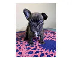4 beautiful AKC Frenchie puppies available - 7