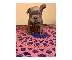 4 beautiful AKC Frenchie puppies available - 8