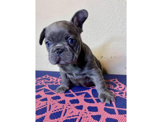 4 beautiful AKC Frenchie puppies available Temecula - Puppies for Sale ...