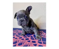 4 beautiful AKC Frenchie puppies available - 9
