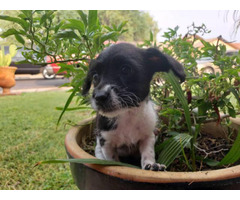 Norfolk Terrier Puppy For Sale By Owner Puppies For Sale Near Me