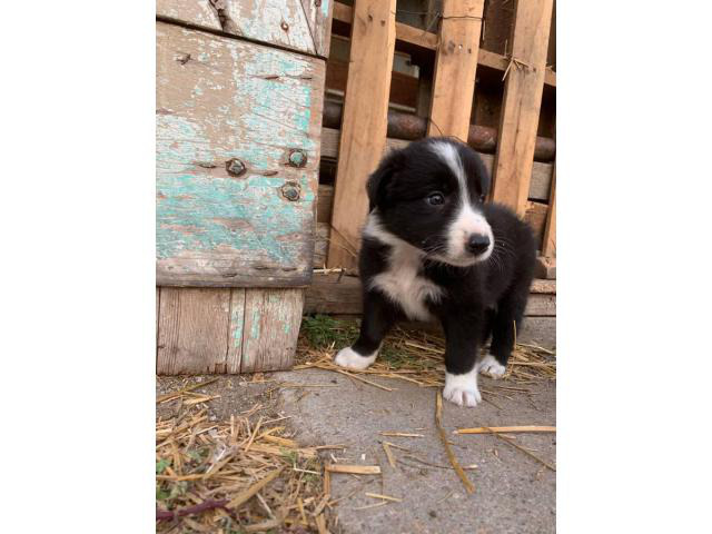 6 Border Collie Puppies For Sale in Grand Island, Nebraska