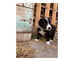 6 Border Collie Puppies For Sale