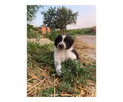 6 Border Collie Puppies For Sale - 2