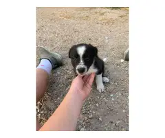 6 Border Collie Puppies For Sale - 3