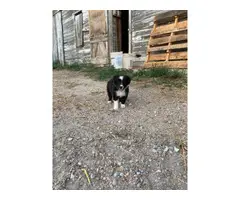 6 Border Collie Puppies For Sale - 4