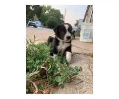 6 Border Collie Puppies For Sale - 5