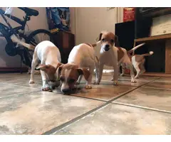 Five Jack Russell Terrier Puppies for Sale
