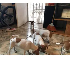 Five Jack Russell Terrier Puppies for Sale - 2