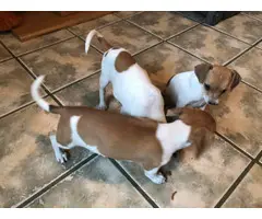 Five Jack Russell Terrier Puppies for Sale - 3