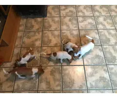 Five Jack Russell Terrier Puppies for Sale - 4