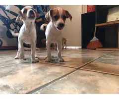 Five Jack Russell Terrier Puppies for Sale - 5
