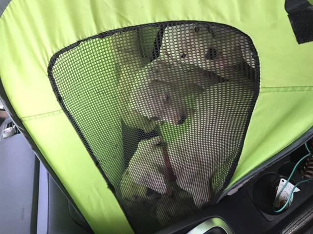 4 very healthy Dogo Argentino puppies for sale in Longview ...