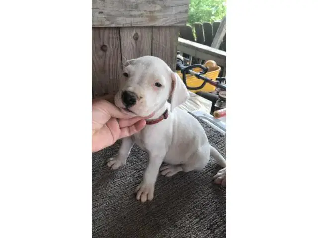 4 very healthy Dogo Argentino puppies for sale - 2/4