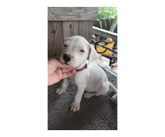 4 very healthy Dogo Argentino puppies for sale - 2