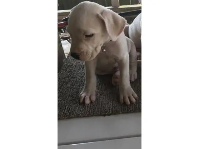 4 very healthy Dogo Argentino puppies for sale - 3/4