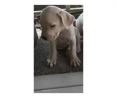 4 very healthy Dogo Argentino puppies for sale - 3
