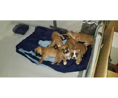 All male boxaci puppies