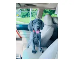 12 weeks old Blue Weimaraner puppy available