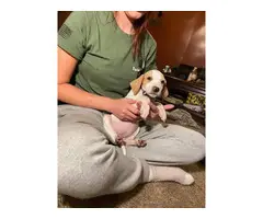 7 orange and white Pointer puppies available for sale