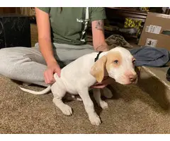 7 orange and white Pointer puppies available for sale