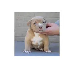 4 American bully for sale