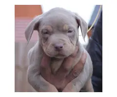 4 American bully for sale - 2