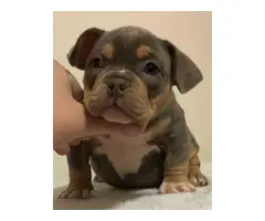4 American bully for sale - 3