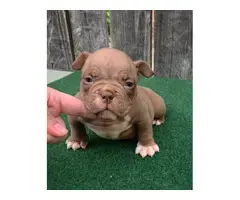 4 American bully for sale - 4