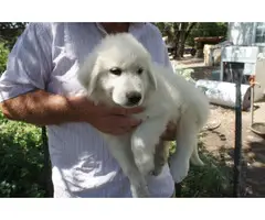 All white Great Pyrenees puppies for sale