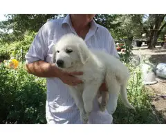 All white Great Pyrenees puppies for sale - 2