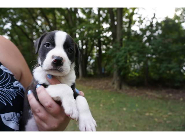 8 weeks old American Bully puppies for adoption in