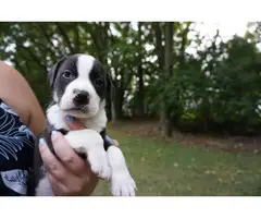8 weeks old American Bully puppies for adoption