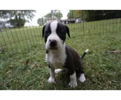8 weeks old American Bully puppies for adoption - 2