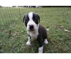 8 weeks old American Bully puppies for adoption - 3