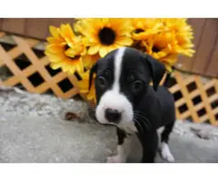 8 weeks old American Bully puppies for adoption - 4