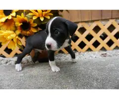 8 weeks old American Bully puppies for adoption - 5