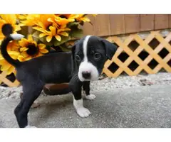 8 weeks old American Bully puppies for adoption - 7