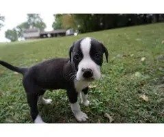 8 weeks old American Bully puppies for adoption - 8