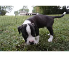 8 weeks old American Bully puppies for adoption - 9